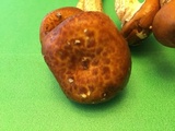 Pholiota adiposa image