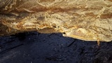 Ganoderma polychromum image