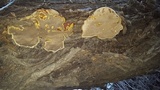 Ganoderma polychromum image