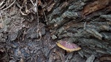 Ganoderma polychromum image