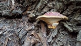 Ganoderma polychromum image