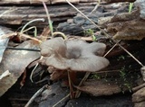 Arrhenia epichysium image