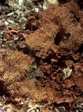Arcyria oerstedii image