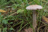 Cortinarius canabarba image