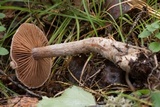Cortinarius canabarba image
