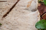 Ischnoderma benzoinum image