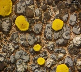 Verrucaria bernaicensis image