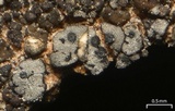Verrucaria bernaicensis image