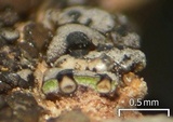 Verrucaria bernaicensis image