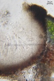 Verrucaria bernaicensis image