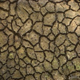 Verrucaria fayettensis image