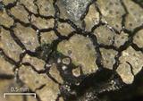 Verrucaria fayettensis image