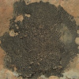 Verrucaria compacta image