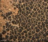 Verrucaria compacta image