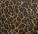 Verrucaria compacta image