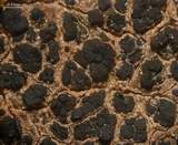 Verrucaria compacta image