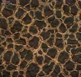 Verrucaria compacta image