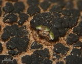 Verrucaria compacta image
