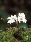 Xylaria cubensis image