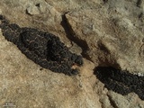 Verrucaria compacta image