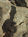 Verrucaria compacta image