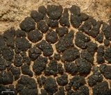 Verrucaria compacta image