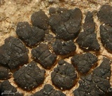 Verrucaria compacta image