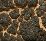 Verrucaria compacta image