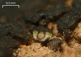 Verrucaria compacta image