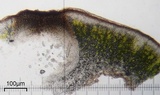 Verrucaria compacta image