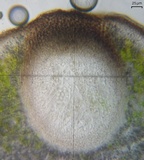 Verrucaria compacta image