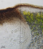 Verrucaria compacta image