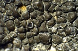 Aspicilia knudsenii image