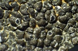 Aspicilia knudsenii image