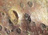 Amphisphaeria vibratilis image