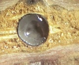 Amphisphaeria vibratilis image