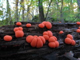 Lycogala epidendrum image
