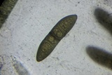 Massaria inquinans image