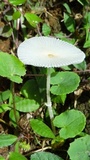 Leucocoprinus fragilissimus image