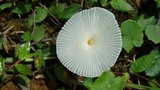 Leucocoprinus fragilissimus image