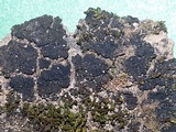 Collema coccophorum image