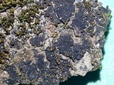 Collema coccophorum image