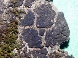 Collema coccophorum image