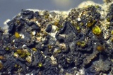 Collema coccophorum image