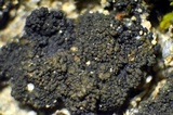 Collema coccophorum image