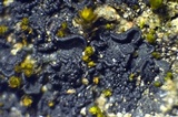 Collema coccophorum image