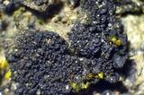 Collema coccophorum image