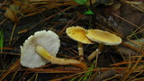 Cystoderma amianthinum image