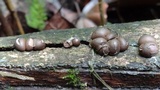 Lycogala epidendrum image