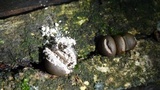 Lycogala epidendrum image